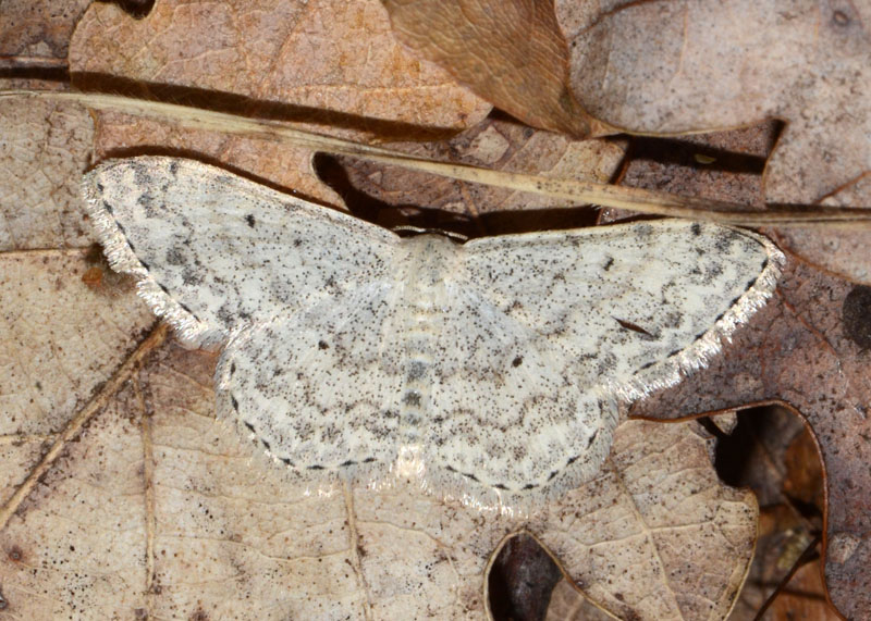 Scopula marginepunctata ?